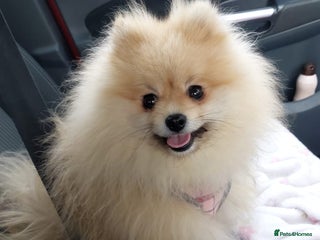 Pomeranian dogs - Advert 7