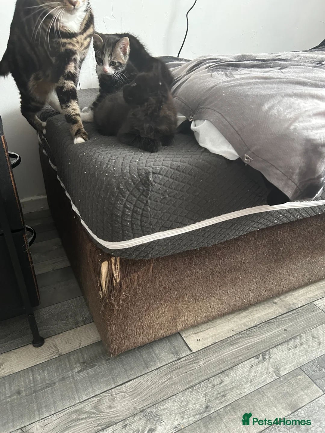 Mixed Breed cats for sale: 3 kittens are ready for 14 th march  - Advert 12