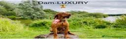 Hungarian Vizsla dogs for sale: Hungarian Vizslas from Licenced Breeder - Advert 12