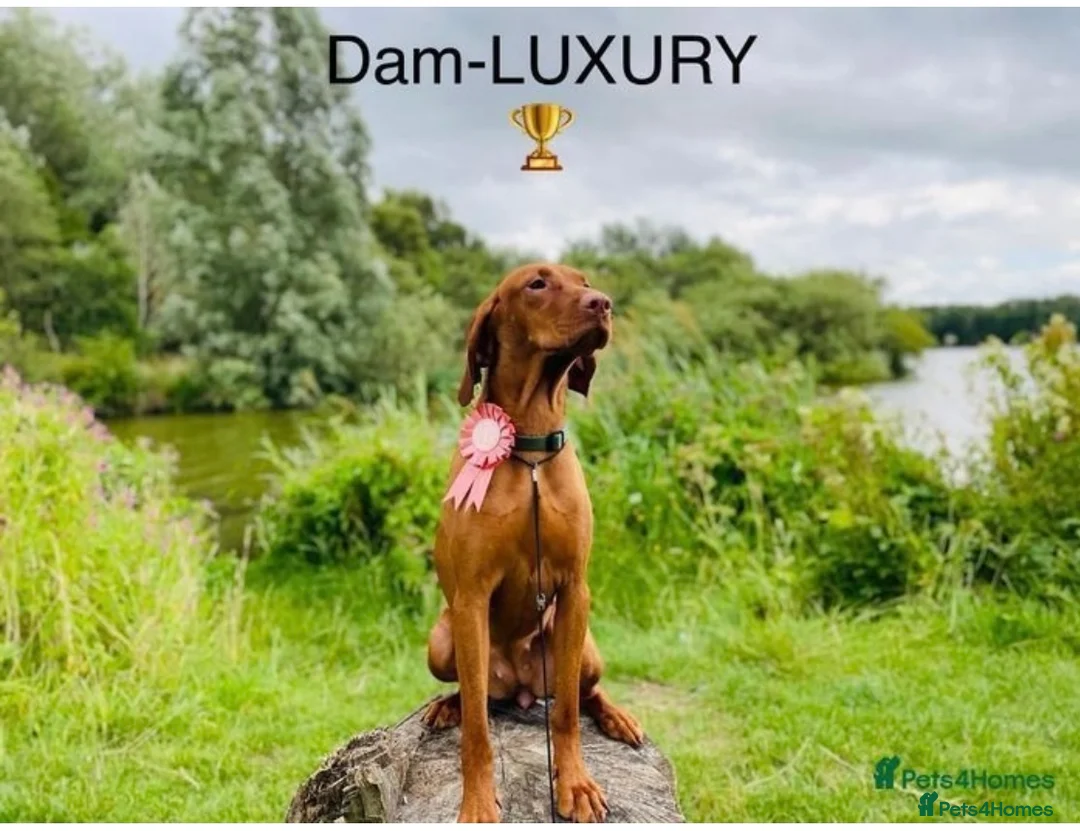 Hungarian Vizsla dogs for sale: Hungarian Vizslas from Licenced Breeder - Advert 12