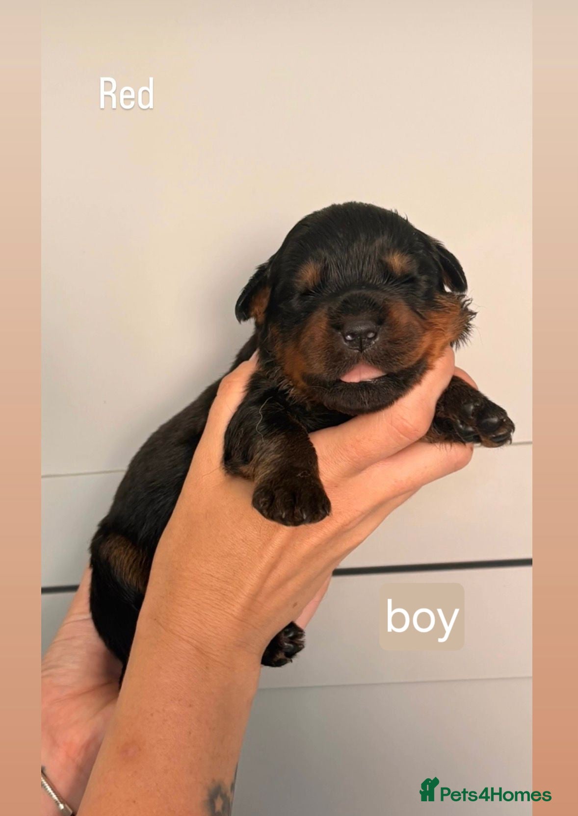 Rottweiler dogs 5 rottweiler puppies looking for forever homes - Advert 2