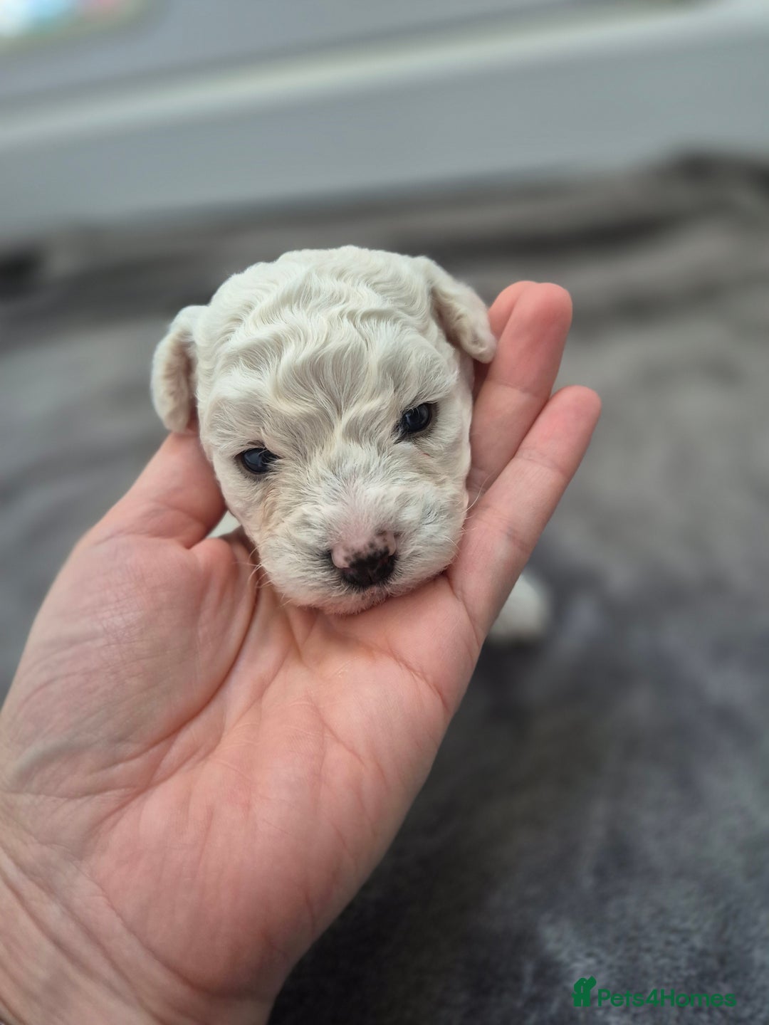 Bichon Frise dogs for sale: Pure White Bishon Frise - Advert 8