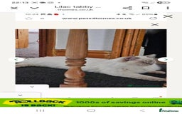 Ragdoll cats for sale: Lilac lynx ragdoll so special - Image 20