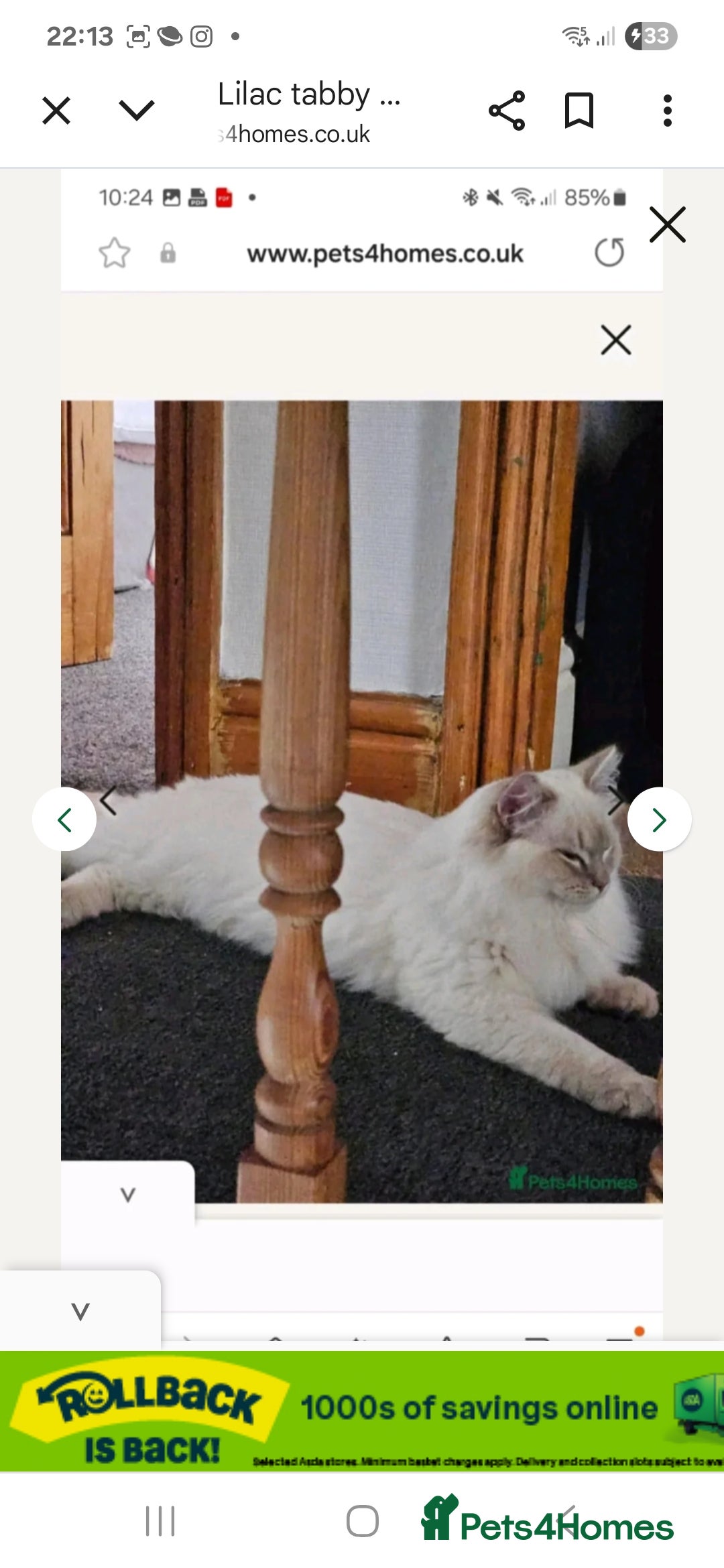 Ragdoll cats for sale: Lilac lynx ragdoll so special - Image 20