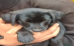 Jack Russell dogs for sale: Adorable Markiejack puppies - Image 21