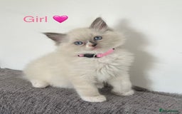 Ragdoll cats for sale: Purebred Blue Point Ragdoll Kittens 🐾 - Image 4