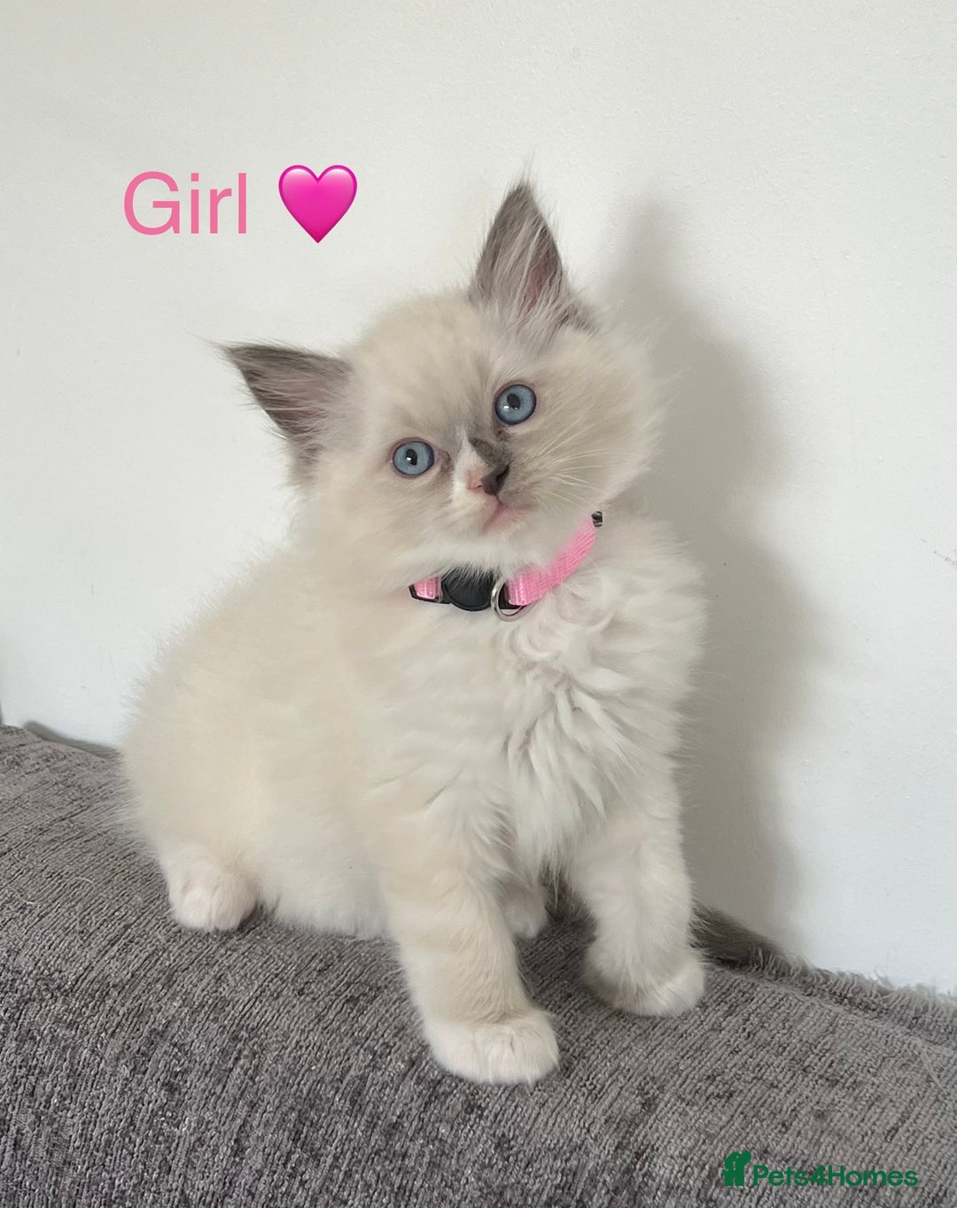Ragdoll cats for sale: Purebred Blue Point Ragdoll Kittens 🐾 - Image 4