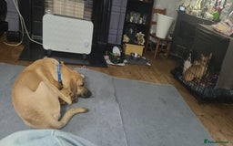 Mixed Breed dogs for adoption: Zach – 10 months old, Male, Mixed Breed Pup - Advert 9