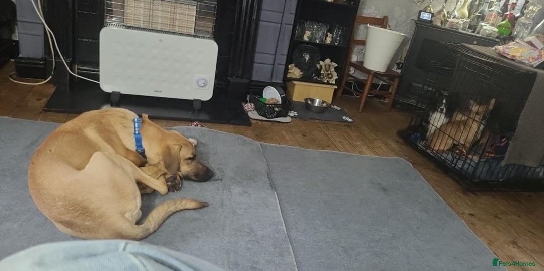 Mixed Breed dogs for adoption: Zach – 10 months old, Male, Mixed Breed Pup - Advert 9