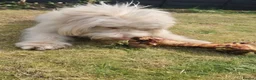 Italian Spinone dogs for sale: Spinone  in Skelmersdale - Advert 2