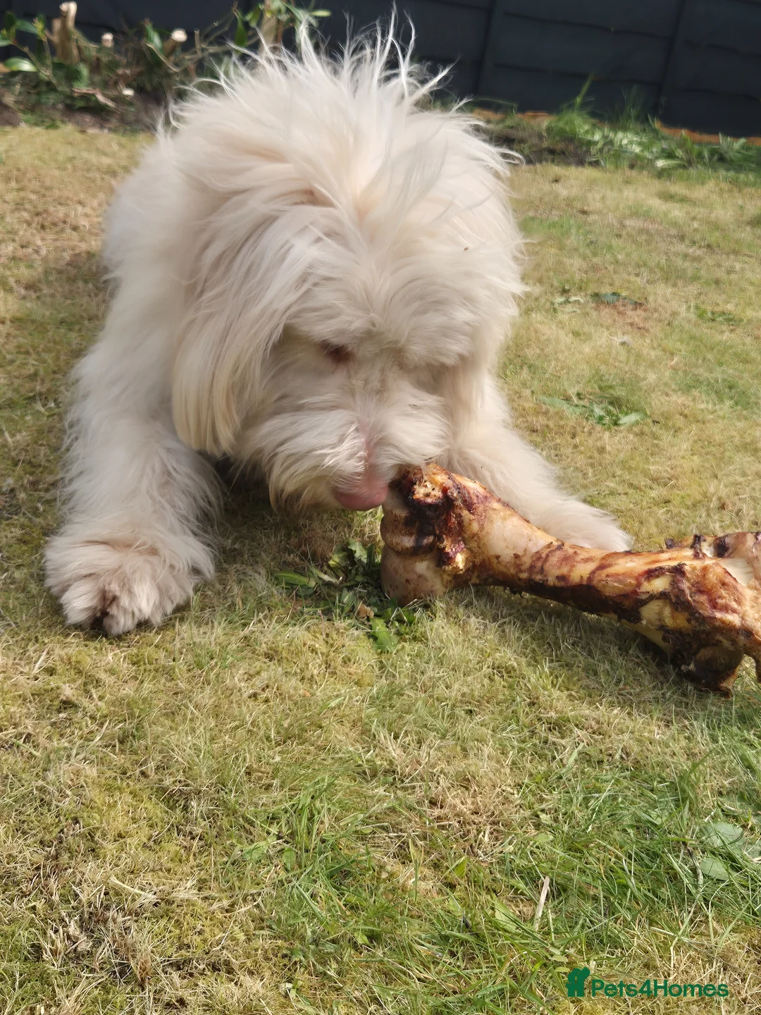 Italian Spinone dogs for sale: Spinone  in Skelmersdale - Advert 2