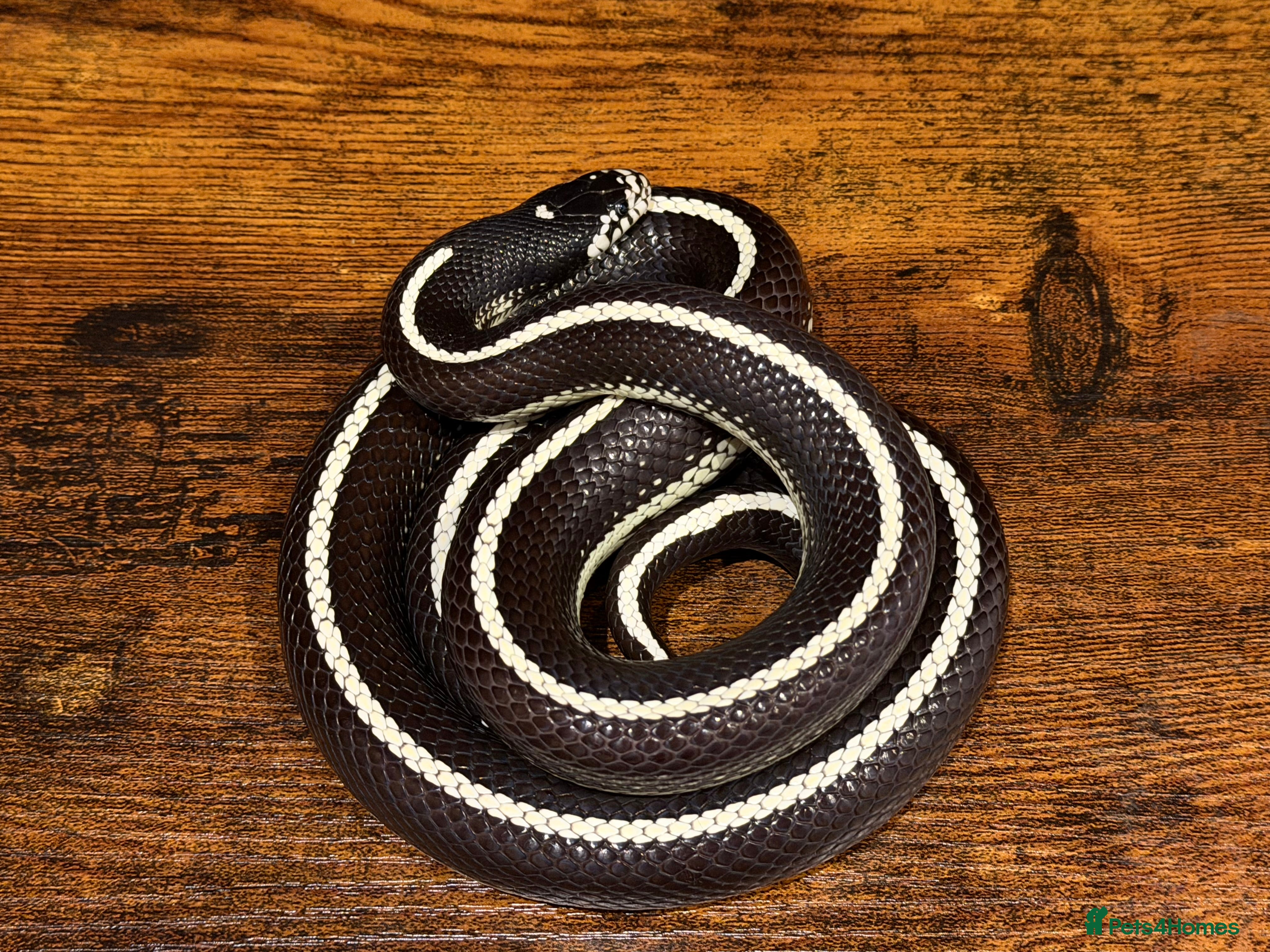 King Snake reptiles Male Striped California Kingsnake - Advert 1