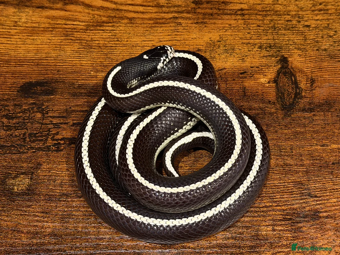 King Snake reptiles for sale: Male Striped California Kingsnake - Advert 1