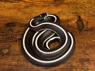 King Snake reptiles Male Striped California Kingsnake - Advert 1