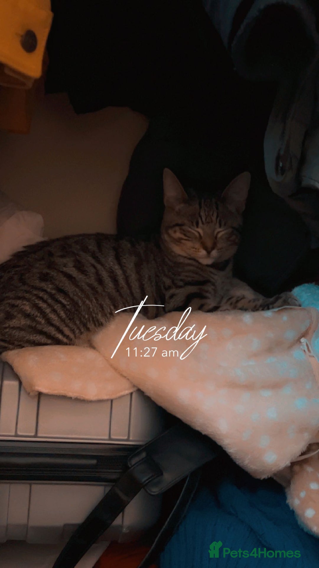 Bengal cats for sale: Those are two adult cat  - Image 3