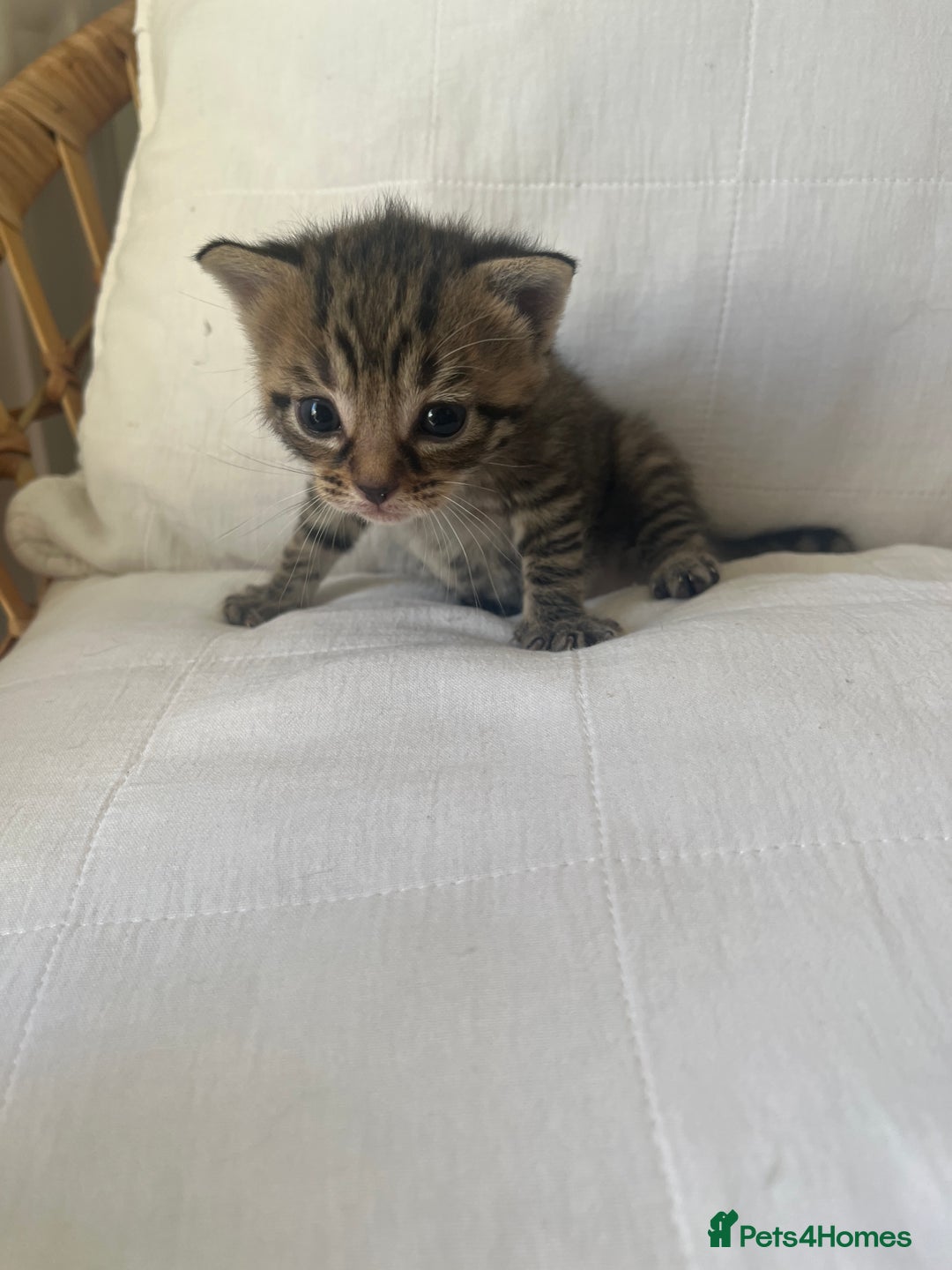 Mixed Breed cats for sale: Kittens - Image 4