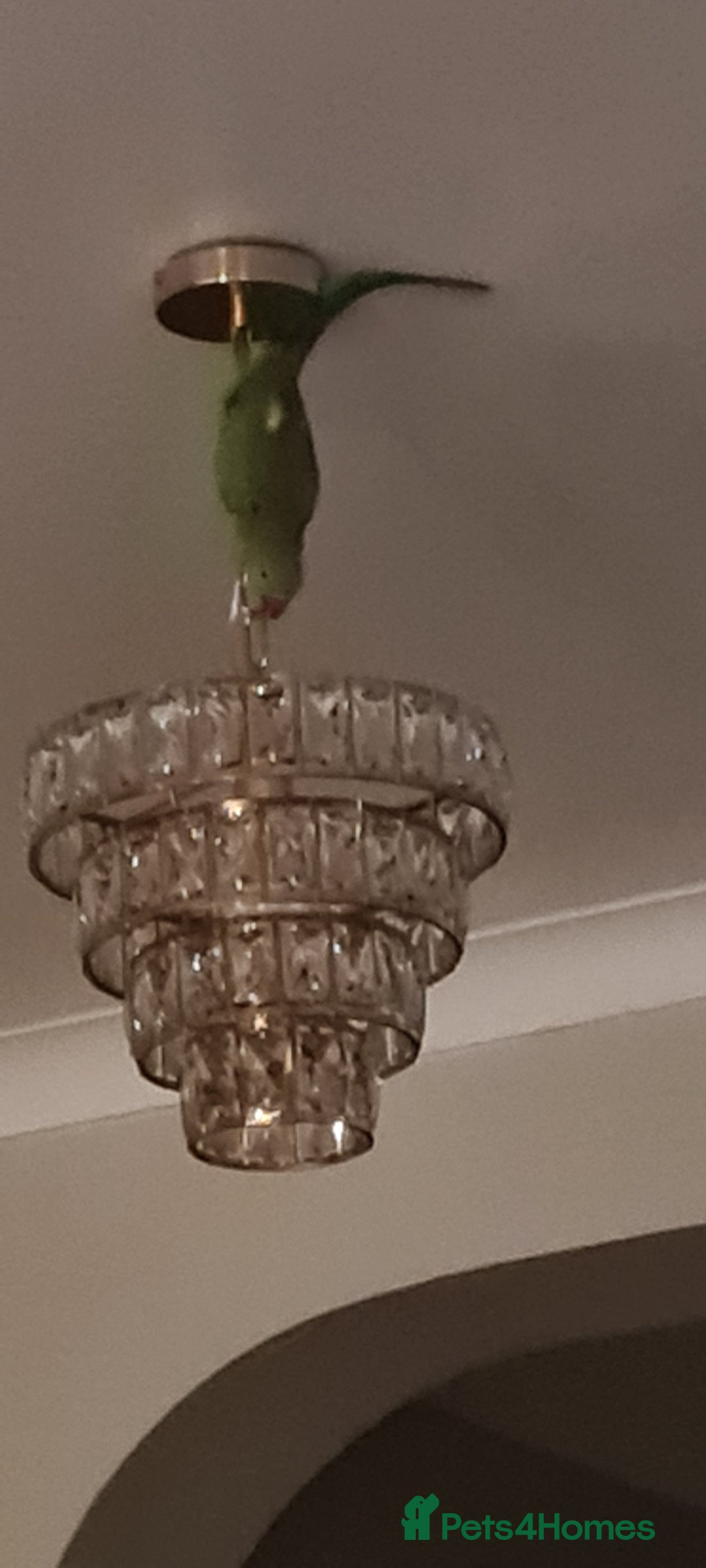 Ringnecks birds for sale: Indian ringneck urgently needed to be rehomed. - Advert 4