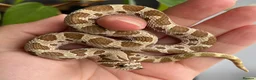 Snake reptiles for sale: Western Hognose Hatchlings - Advert 10