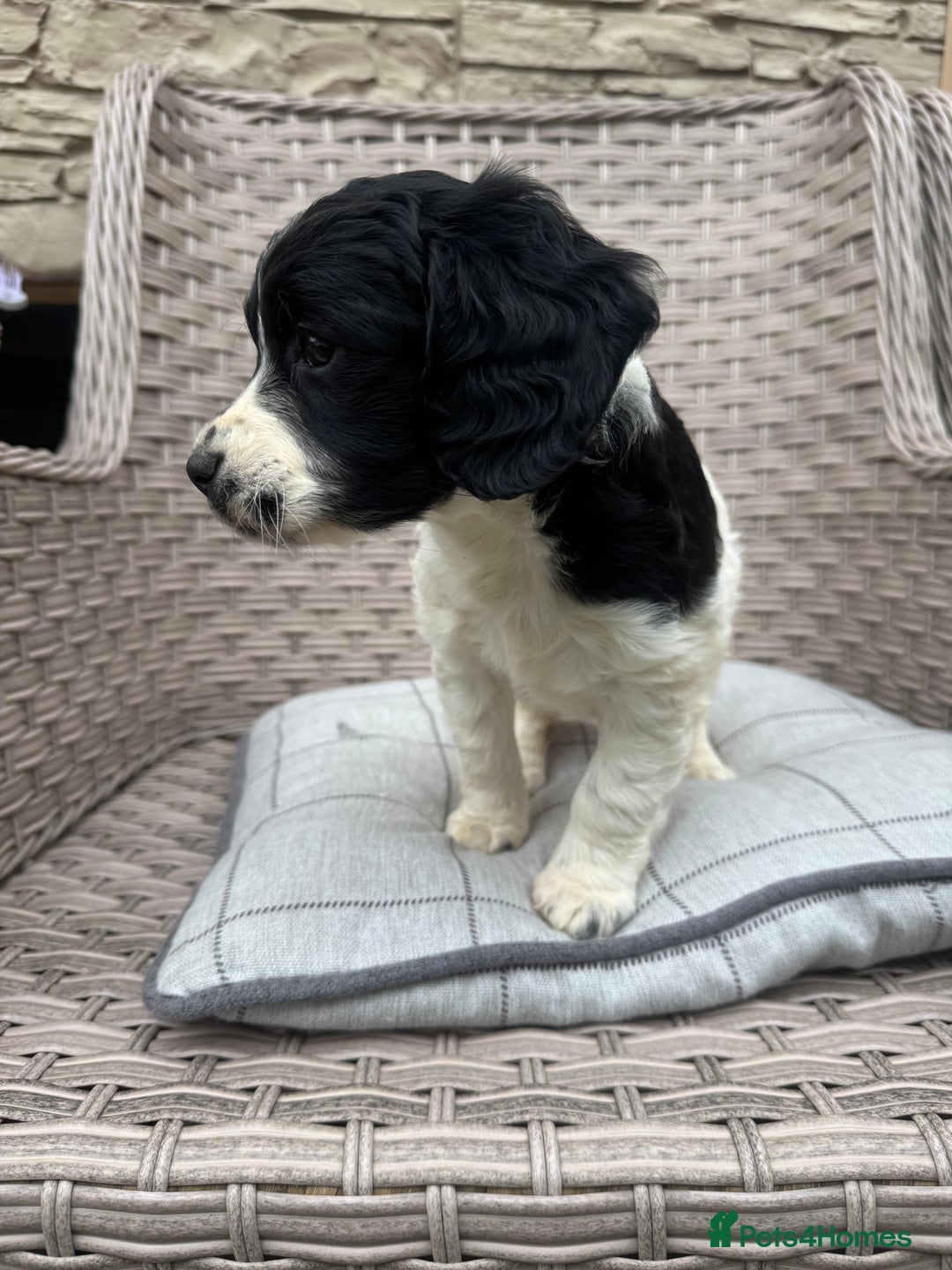 Cocker Spaniel dogs for sale: Beautiful cocker spaniel puppies  - Image 12