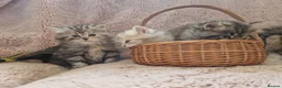 British Longhair cats for sale: Beautiful British kittens  - Advert 24