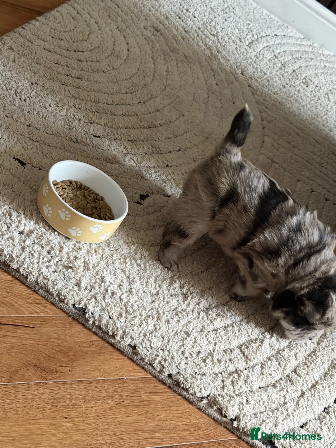 Chow Chow dogs for sale: Chow chow  - Advert 2