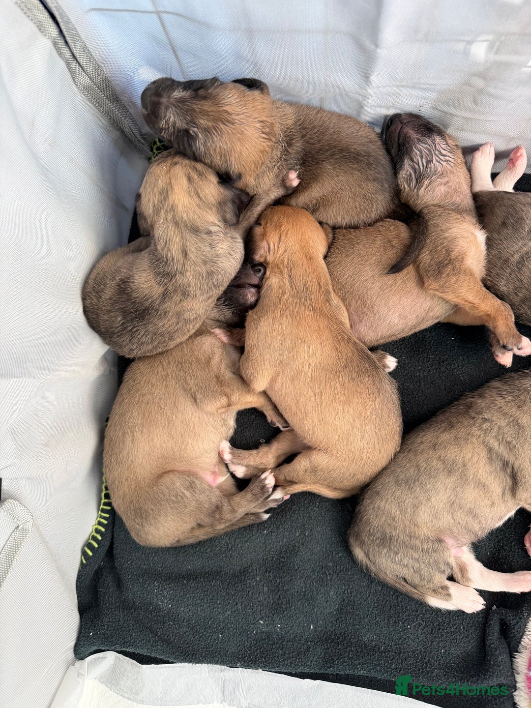 Mixed Breed dogs for sale: Bedlington x Whippet - Advert 4