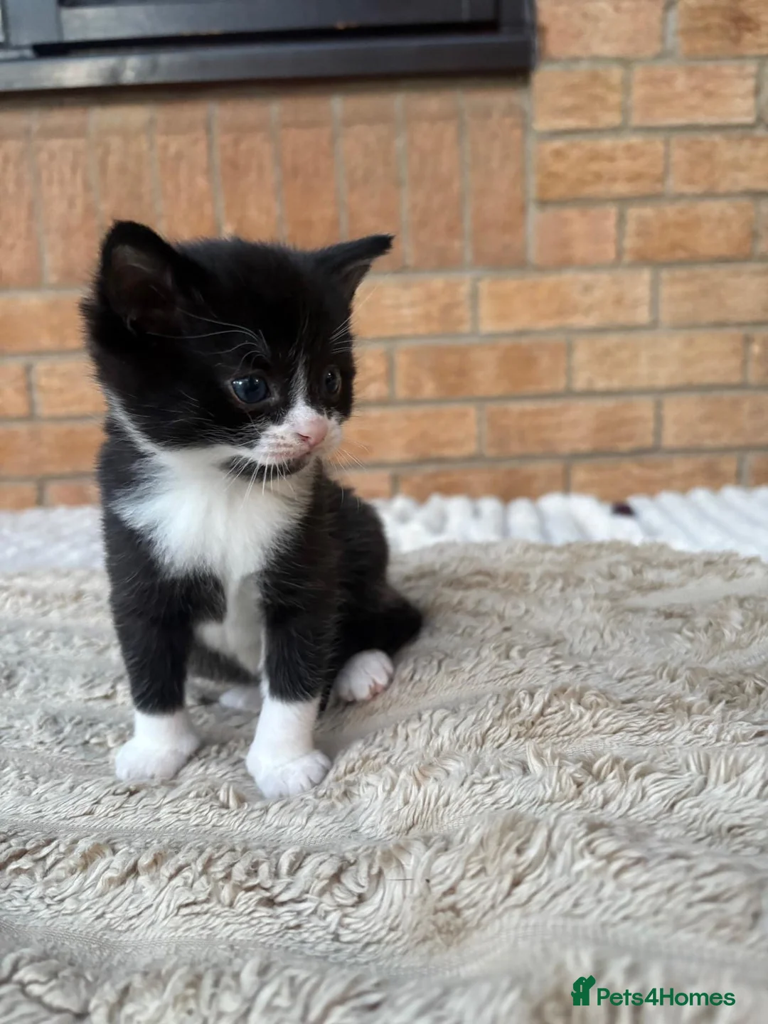 Ragdoll cats for sale: Sweetest kittens for sale. Peterborough  - Advert 1