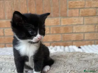 Ragdoll cats Sweetest kittens for sale. Peterborough - Advert 8