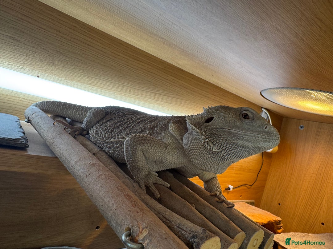 Bearded Dragon reptiles for sale: Zero Bearded Dragon - Image 6