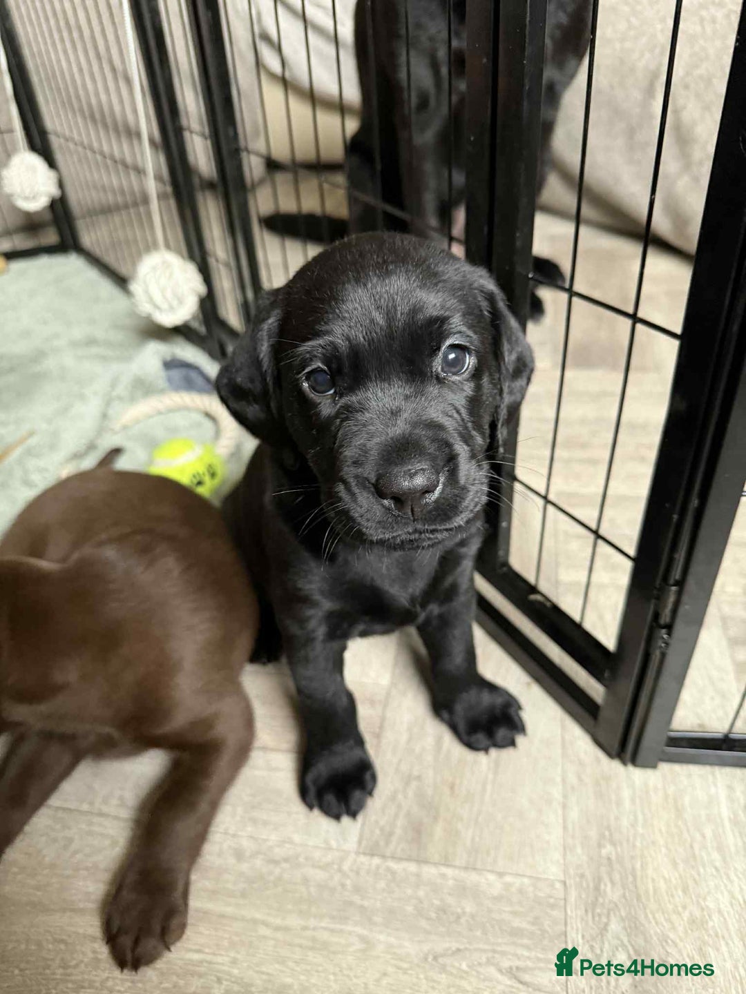 Labrador Retriever dogs for sale: KC Registered Lab pups ready for reserving - Image 8