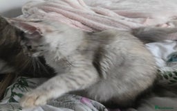 Maine Coon cats for sale: MAINE COON TICA REGISTERED KITTENS READY NOW  - Image 7