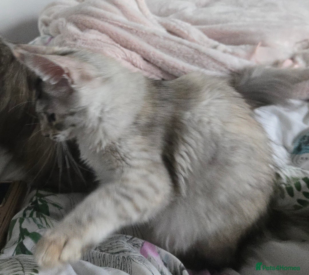 Maine Coon cats for sale: MAINE COON TICA REGISTERED KITTENS READY NOW  - Image 7
