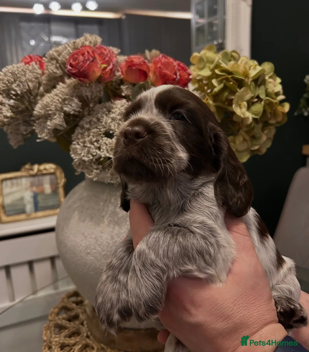 Cocker Spaniel dogs for sale: Cocker Spaniel Puppies * One Girl Remaining * - Advert 2