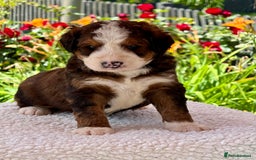 Bernedoodle dogs for sale: 1 boy left gorgeous f1 medium bernedoodle puppies  in Market Drayton - Image 22