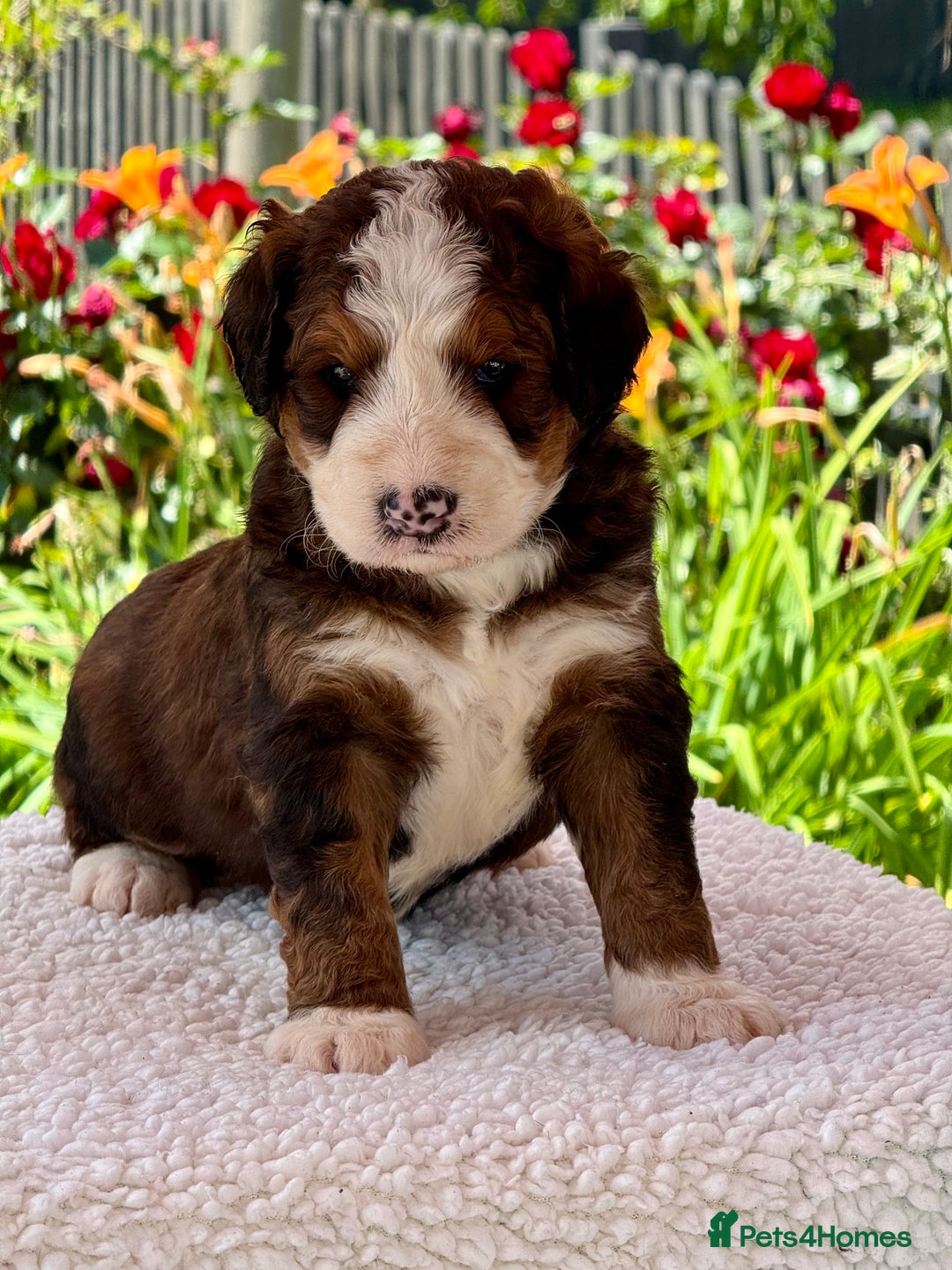 Bernedoodle dogs for sale: 1 boy left gorgeous f1 medium bernedoodle puppies  in Market Drayton - Image 22