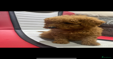 Cockapoo dogs - Advert 2