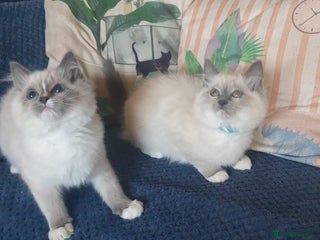 Ragdoll cats Beautiful GCCF Blue Mitted Kittens Available. - Advert 1