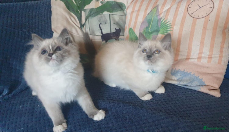 Ragdoll cats Beautiful GCCF Blue Mitted Kittens Available. - Advert 2
