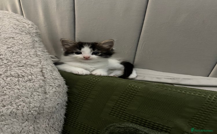 Domestic Shorthair cats - Advert 3