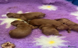 Cavalier King Charles Spaniel dogs for sale: Exquisite Cavalier King Charles puppies KC reg - Image 12