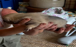 Pug dogs for sale: 4 Puppy Pugs - Image 4