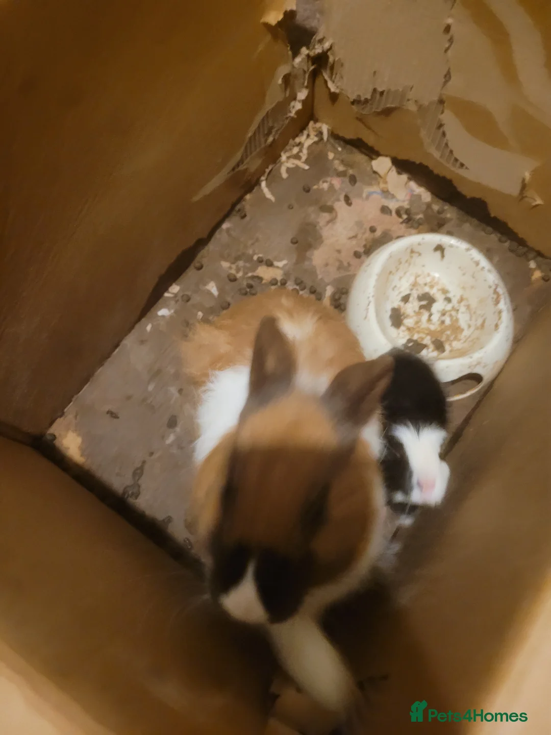 Mixed Breed rabbits for sale: Cross Dutch and lionlop doe for sale - Advert 2