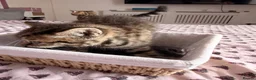 British Shorthair cats for sale: Adorable Kittens Looking for Loving Homes 🐾 - Advert 19