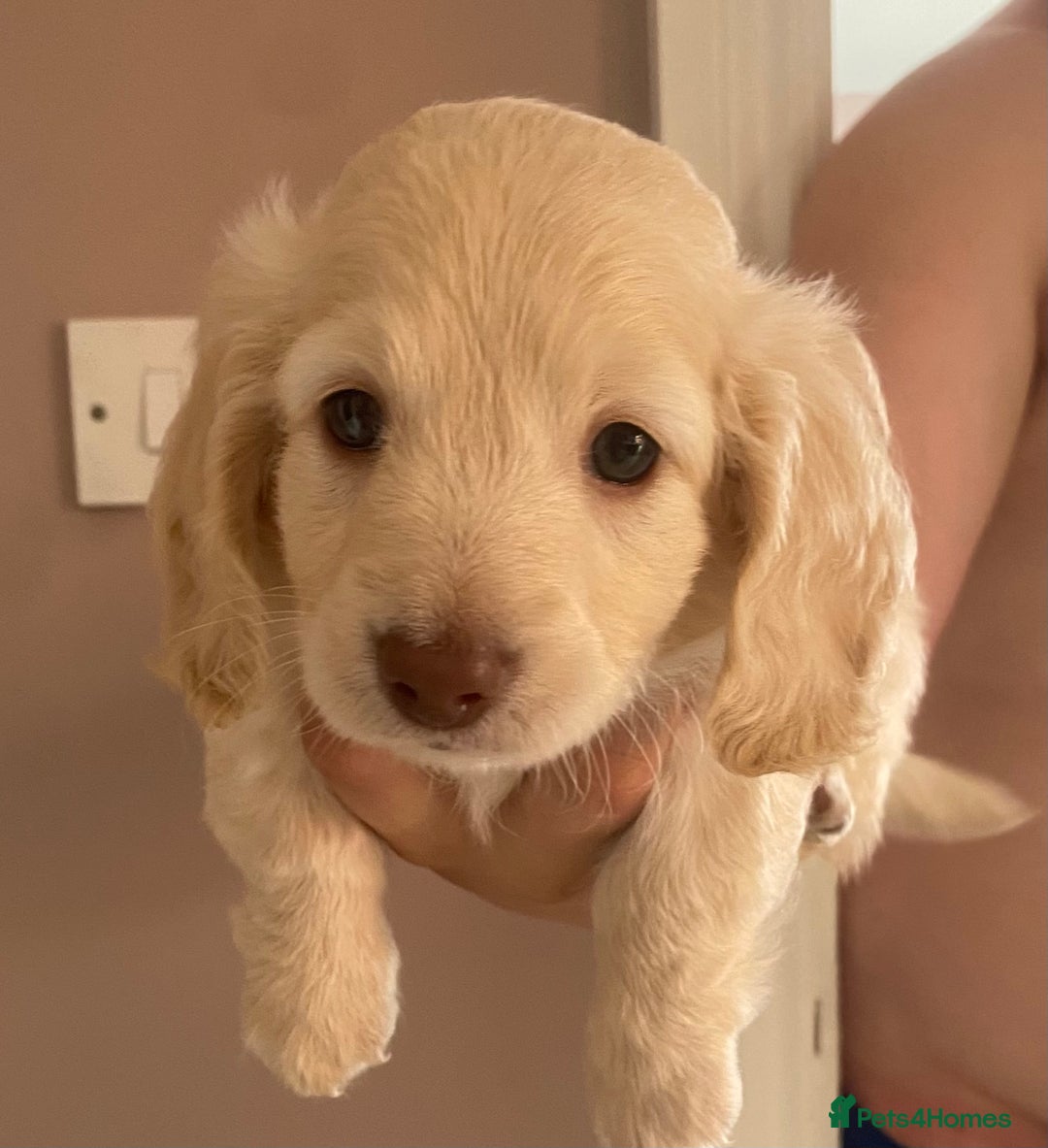 Dachshund dogs for sale: Stunning male Dachshund puppies  - Image 23