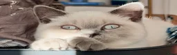 British Shorthair cats for sale: British Shorthair Kittens (available now) - Advert 5