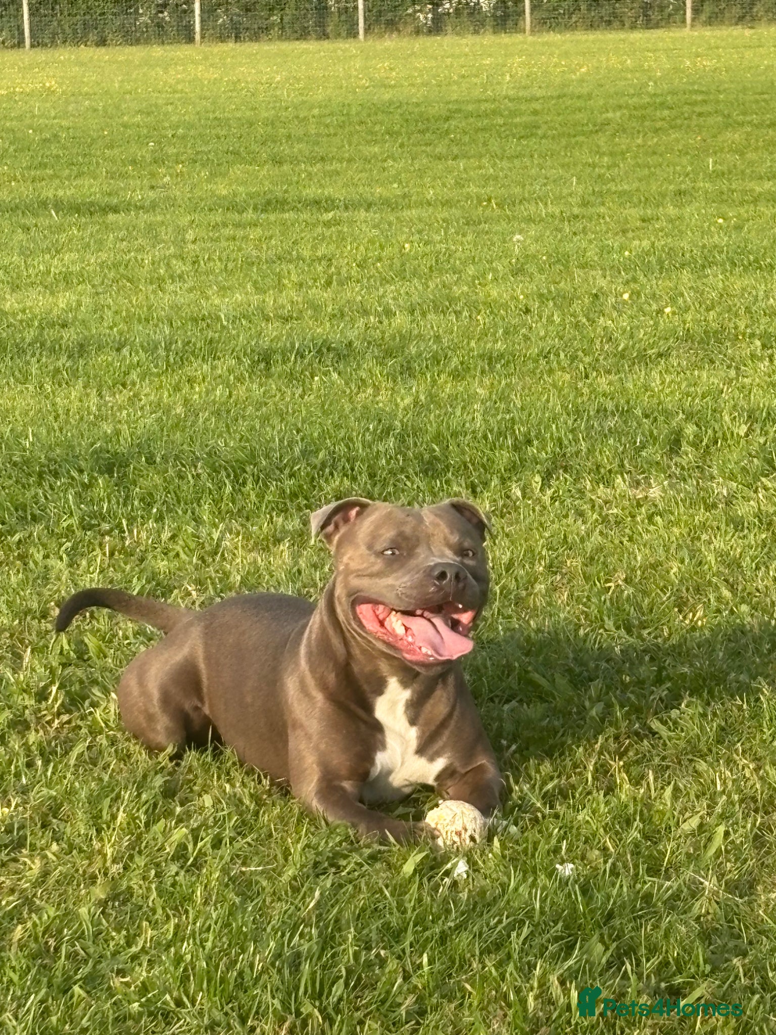 Staffordshire Bull Terrier dogs Blue staffy for stud  - Advert 1