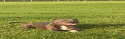 Staffordshire Bull Terrier dogs for stud: Blue staffy for stud  in Hull - Advert 1