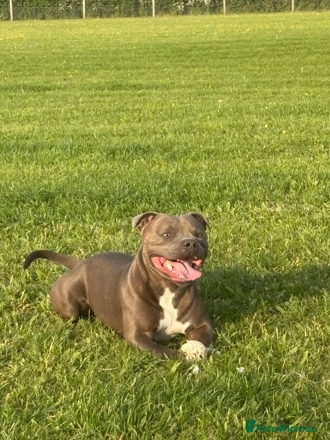 Staffordshire Bull Terrier dogs for stud: Blue staffy for stud  in Hull - Advert 1