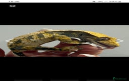 Gecko reptiles for sale: Male and female crested gecko  - Advert 3