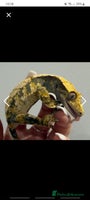 Gecko reptiles Male and female crested gecko - Advert 8